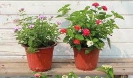 香肠魅力最新爆料视频,揭秘美味背后的秘密与诱惑