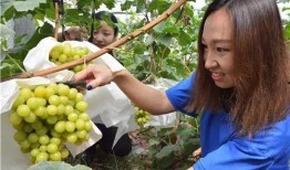 网红提子最新爆料,揭秘娱乐圈惊人内幕！