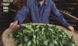 树叶最新爆料视频大全,揭秘娱乐圈幕后真相