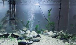 农村小黄爆料最新,揭秘乡村发展新动向