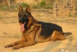 狼狗最新爆料网站大全下载,揭秘网络热点，追踪实时动态