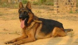 狼狗最新爆料网站大全下载,揭秘网络热点，追踪实时动态