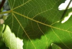 树叶最新爆料视频大全,揭秘娱乐圈幕后真相